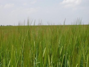 Crops