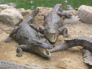 https://upload.wikimedia.org/wikipedia/commons/d/d0/Marsh_Crocodiles_basking_in_the_sun.JPG