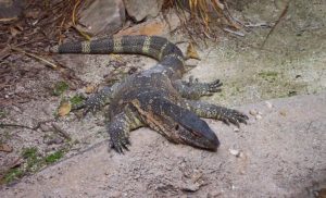 Monitor Lizard