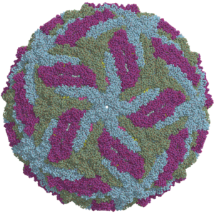 Zika