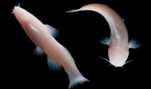 fishes