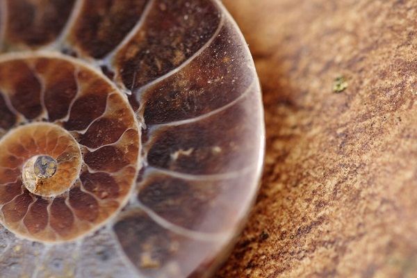 Microfossils in India
